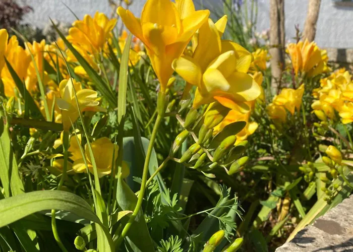 Trulli Martina 马丁纳弗兰卡